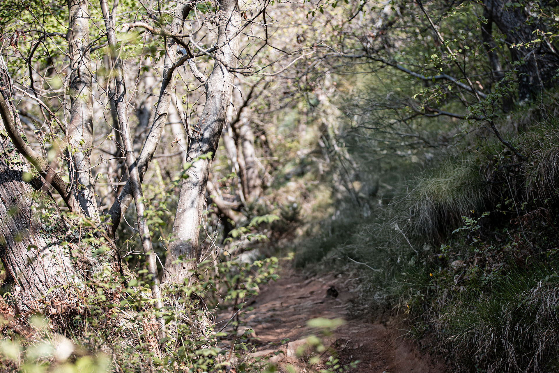 GaGas Bicycles Background